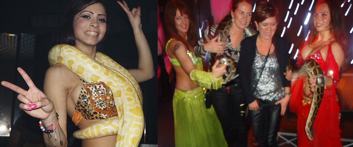 Slangen voor Nachtclubs